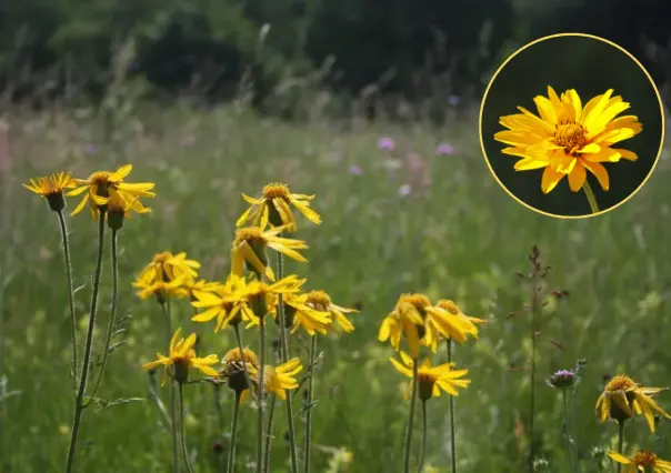 Plantas nativas en Coahuila: la árnica, ¿cuáles son las virtudes de esta flor milenaria?