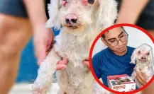 Así puedes ayudar a Borreguita, una perrita abandonada con ceguera