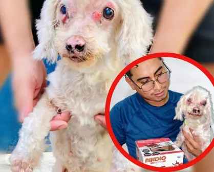 Así puedes ayudar a Borreguita, una perrita abandonada con ceguera