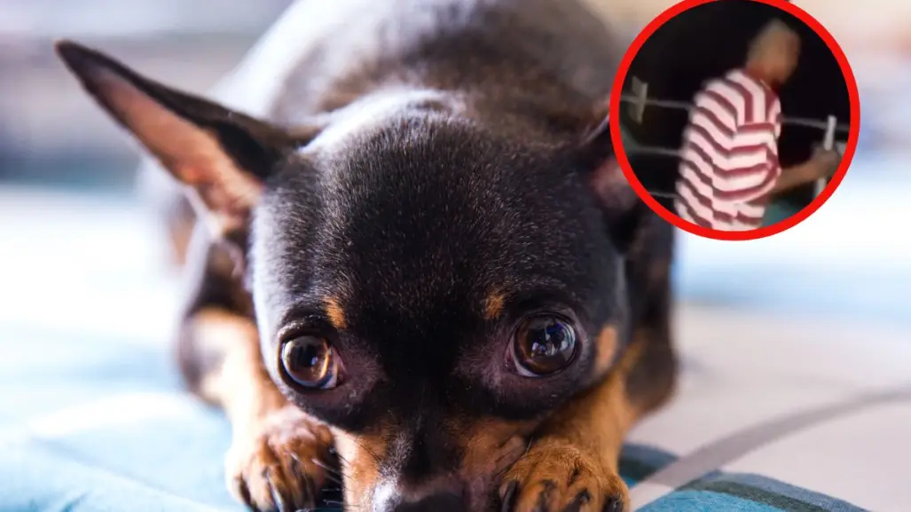 Graban brutal maltrato a un perrito en Sabinas Hidalgo y exigen justicia