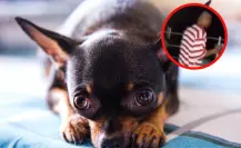 Graban brutal maltrato a un perrito en Sabinas Hidalgo y exigen justicia