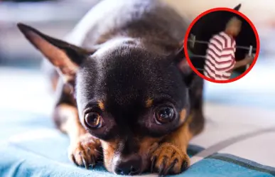 Graban brutal maltrato a un perrito en Sabinas Hidalgo y exigen justicia