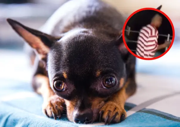 Graban brutal maltrato a un perrito en Sabinas Hidalgo y exigen justicia