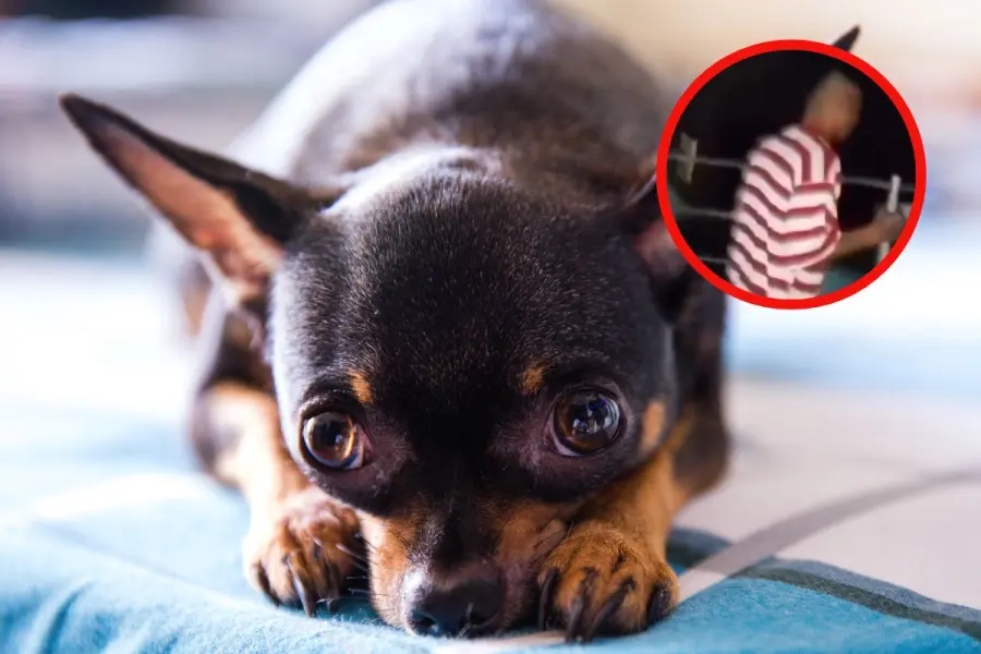 Graban brutal maltrato a un perrito en Sabinas Hidalgo y exigen justicia