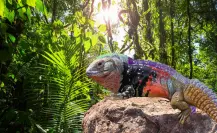 Esta es la exótica iguana yucateca que está en peligro de extinción