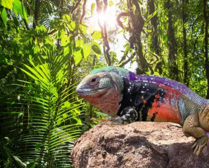 Esta es la exótica iguana yucateca que está en peligro de extinción