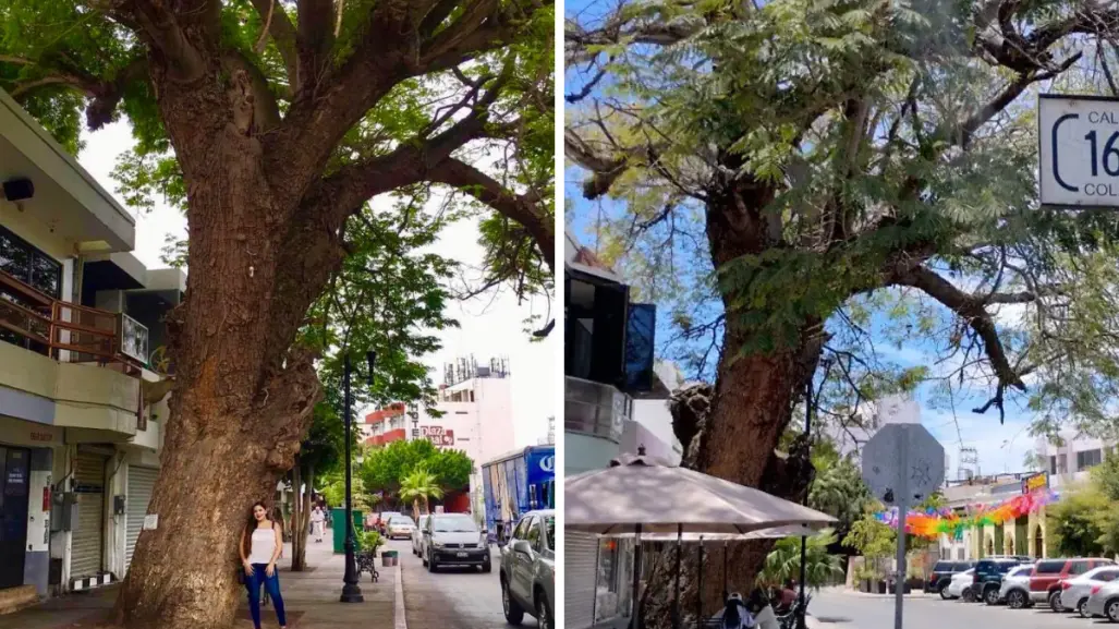 El árbol nativo más antiguo de La Paz está en un sitio impensado y así puedes llegar a él