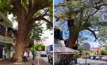 El árbol nativo más antiguo de La Paz está en un sitio impensado y así puedes llegar a él