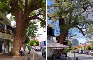 El árbol nativo más antiguo de La Paz está en un sitio impensado y así puedes llegar a él