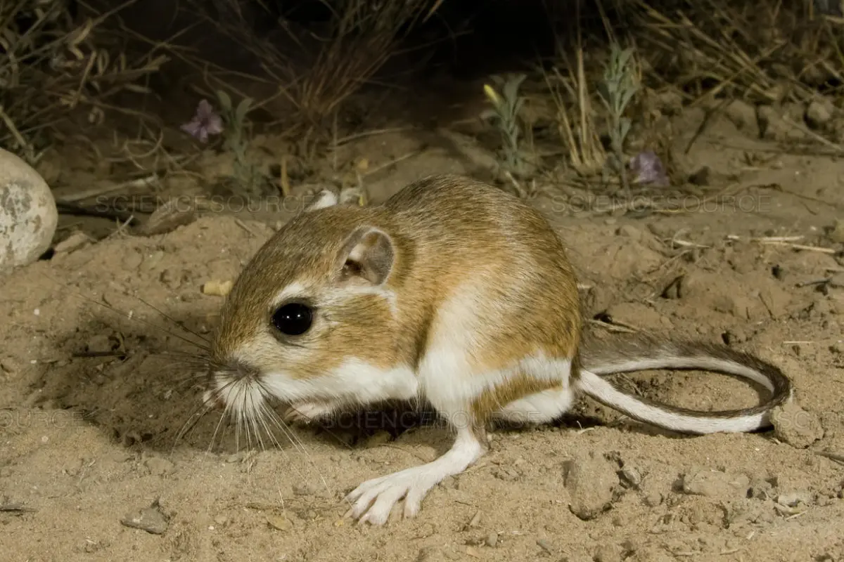 El redescubrimiento de la rata canguro de San Quintín subraya la importancia de proteger los ecosistemas nativos./ Foto: Fundación JC Angelcraft