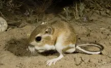 Animales nativos en Coahuila, conoce al roedor que se creía extinto y sorprendió a la ciencia