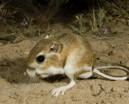 Animales nativos en Coahuila, conoce al roedor que se creía extinto y sorprendió a la ciencia