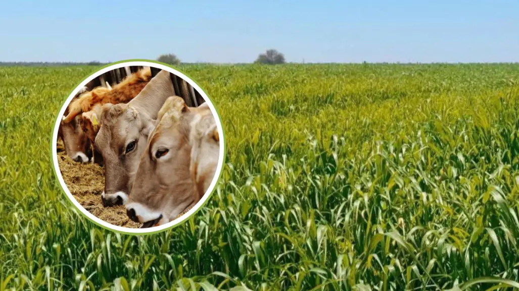 Producen en Comondú 250 toneladas de sorgo forrajero para apoyar a ganaderos