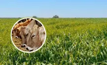 Producen en Comondú 250 toneladas de sorgo forrajero para apoyar a ganaderos