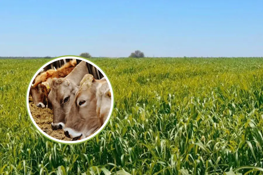 Producen en Comondú 250 toneladas de sorgo forrajero para apoyar a ganaderos