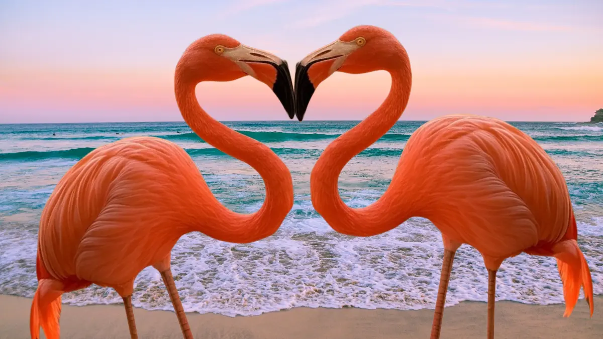 Los grupos de flamencos rosa son conocidos como flamboyance o extravagancia Foto: Canva/Alexis Lara
