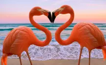 4 destinos de Yucatán para ver flamencos rosas en su hábitat natural