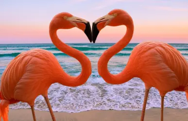 4 destinos de Yucatán para ver flamencos rosas en su hábitat natural