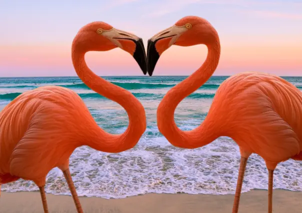 4 destinos de Yucatán para ver flamencos rosas en su hábitat natural