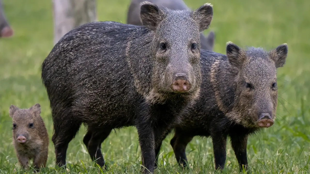Existe un animal nativo de Durango que vive en los bosques y otros ecosistemas. Foto: Conabio.