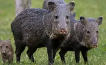 El animal nativo de Durango que tiene un particular método para asustar a sus depredadores