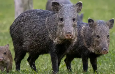 El animal nativo de Durango que tiene un particular método para asustar a sus depredadores