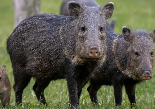 El animal nativo de Durango que tiene un particular método para asustar a sus depredadores
