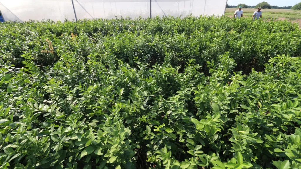 ¿Quieres un árbol nativo de Tamaulipas? Este 31 de mayo puedes obtenerlo gratis en Victoria