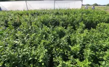 ¿Quieres un árbol nativo de Tamaulipas? Este 31 de mayo puedes obtenerlo gratis en Victoria