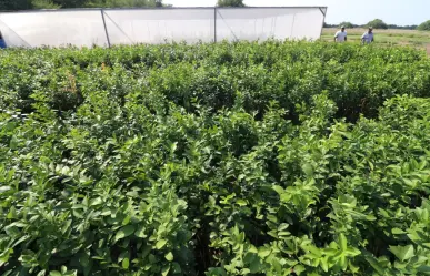 ¿Quieres un árbol nativo de Tamaulipas? Este 31 de mayo puedes obtenerlo gratis en Victoria