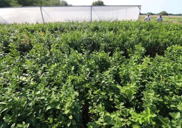 ¿Quieres un árbol nativo de Tamaulipas? Este 31 de mayo puedes obtenerlo gratis en Victoria