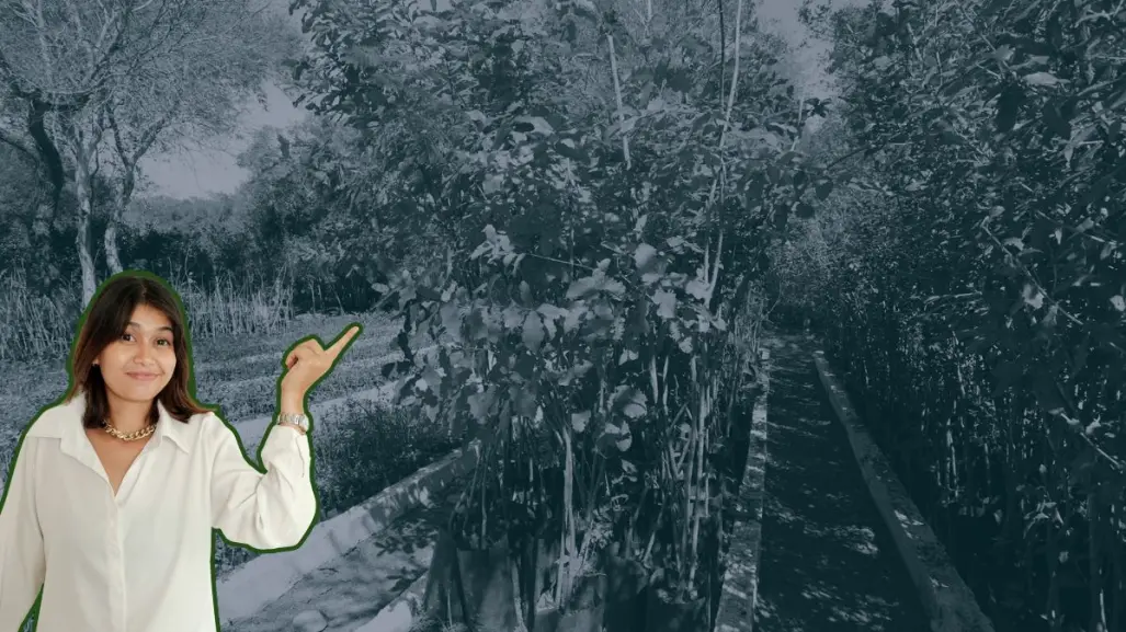 Conoce este árbol nativo de Nuevo León que te ayuda a tratar la retención de líquidos