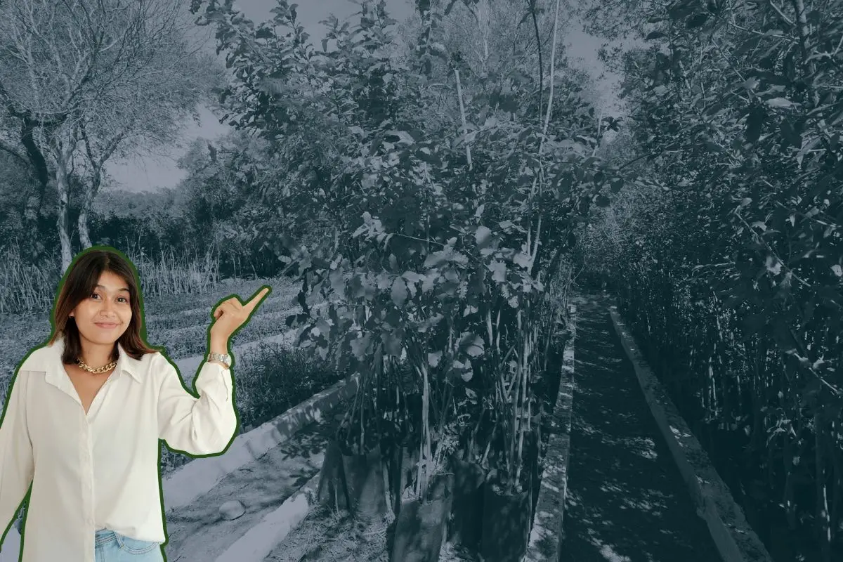 Este árbol caducifolio de rápido crecimiento no solo brinda sombra y mejora el paisaje urbano, sino que también posee propiedades medicinales que contribuyen al bienestar de quienes lo consumen en forma de infusión. Foto: UANL / CANVA