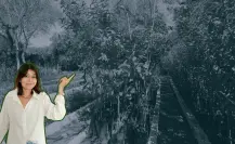 Conoce este árbol nativo de Nuevo León que te ayuda a tratar la retención de líquidos