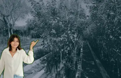 Conoce este árbol nativo de Nuevo León que te ayuda a tratar la retención de líquidos