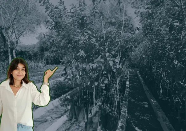 Conoce este árbol nativo de Nuevo León que te ayuda a tratar la retención de líquidos