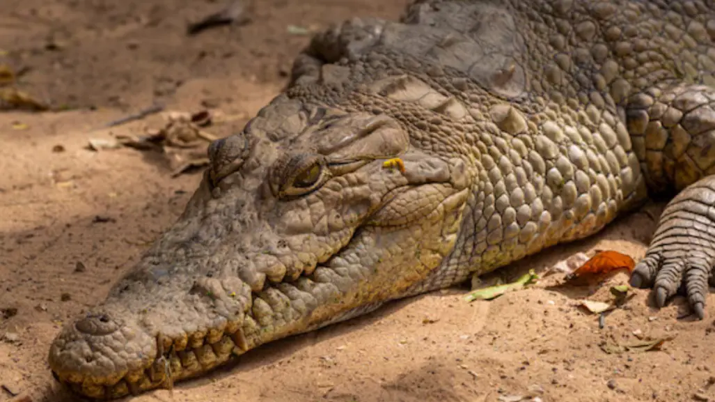 Exhortan a tener precaución en el sur de Tamaulipas por temporada de anidación de cocodrilos