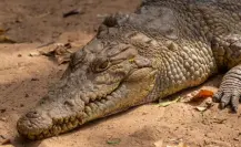 Exhortan a tener precaución en el sur de Tamaulipas por temporada de anidación de cocodrilos