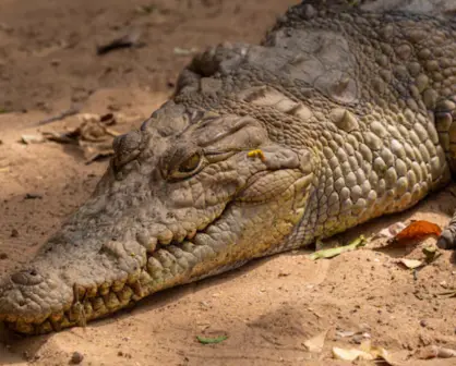Exhortan a tener precaución en el sur de Tamaulipas por temporada de anidación de cocodrilos