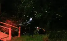 Inicia temporada de luciérnagas en Puebla y Tlaxcala en época de lluvias