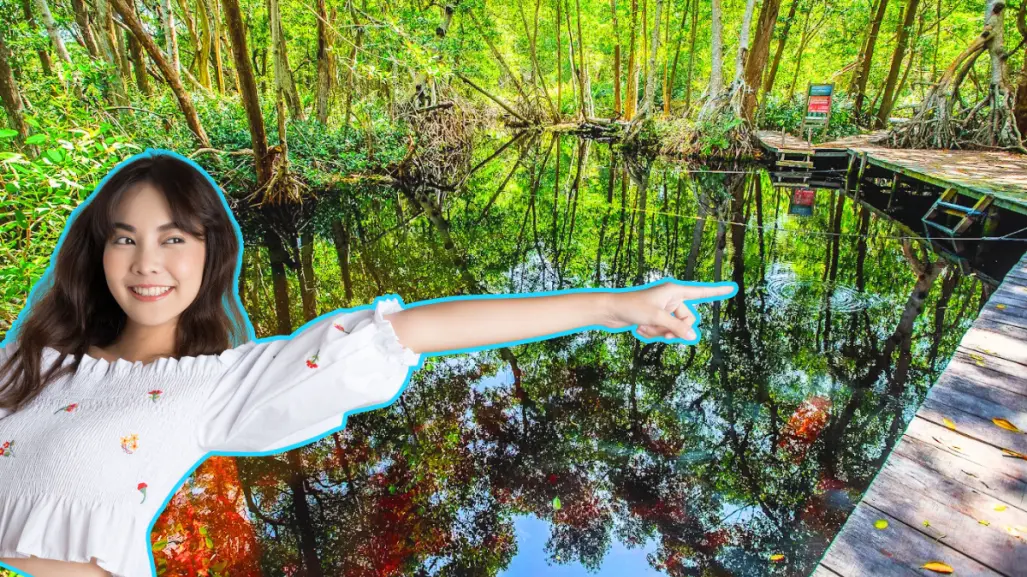No son cenotes ni mar, los manantiales donde brota el agua en Yucatán