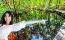 No son cenotes ni mar, los manantiales donde brota el agua en Yucatán