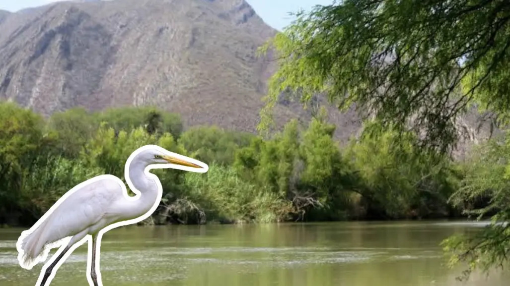 En este río de Coahuila puedes ver garzas