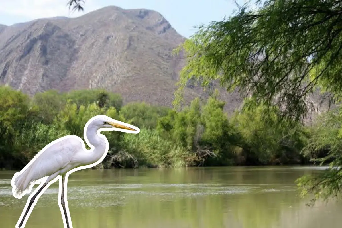 En este río de Coahuila puedes ver garzas. Fotos de canva y Brandon Laguna.