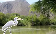 En este río de Coahuila puedes ver garzas