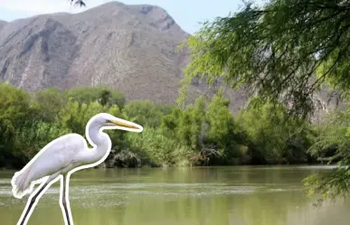 En este río de Coahuila puedes ver garzas