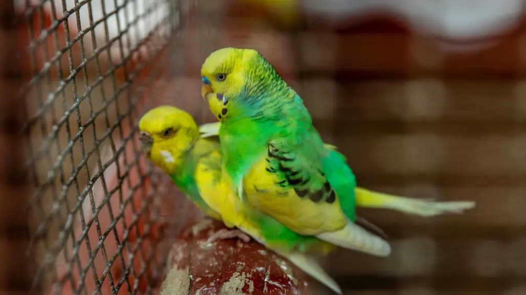 Venta de animales: así buscan erradicar la fauna ilegal en los mercados de Mérida