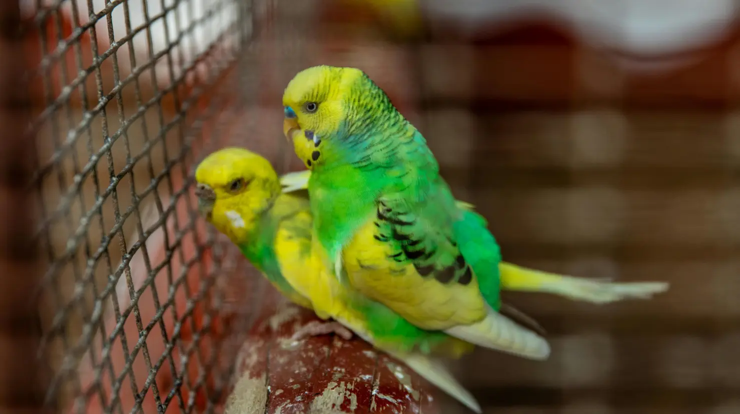 ¿Qué animales se comercializan y por qué es ilegal?. Foto: Irving Gil