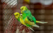 Venta de animales: así buscan erradicar la fauna ilegal en los mercados de Mérida