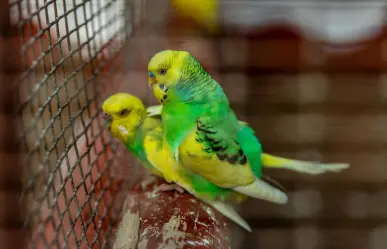 Venta de animales: así buscan erradicar la fauna ilegal en los mercados de Mérida